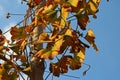 TURNING GINKGO BILOBA LEAVES IN AUTUMN AGAINST A BLUE SKY Royalty Free Stock Photo