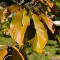 Turning leaves