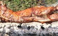 Turning roasted whole lamb on coal fire Royalty Free Stock Photo