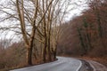 Turning road winter dry trees fallen leaves forest