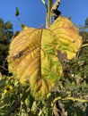 Turning Yellow Leaf in October Royalty Free Stock Photo