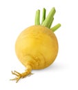 Isolated turnip Royalty Free Stock Photo