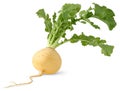 Turnip Royalty Free Stock Photo