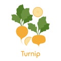 Turnip. Vegetables, healthy food.