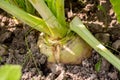 Turnip on the beds Royalty Free Stock Photo