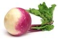 Turnip Royalty Free Stock Photo