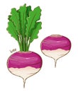 Turnip Fresh Vegetable Hand Drawing Royalty Free Stock Photo