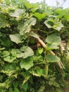 Turnip greens are part of the calciferous vegetable family in madhubani india