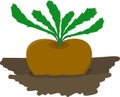 Turnip growing in garden - vector illustration Royalty Free Stock Photo