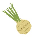 Turnip icon. Color doodle vegetable. Tasty root