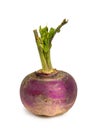 Turnip on white background