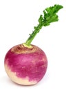 Turnip Royalty Free Stock Photo