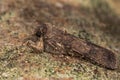 Turnip moth (Agrotis segetum)