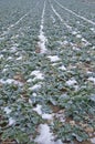 Turnip plants as green manure on a wintry field Royalty Free Stock Photo