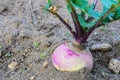 Turnip in Garden Soil Royalty Free Stock Photo