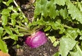 Turnip Purple Top Milan Royalty Free Stock Photo