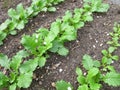 Turnip in garden Royalty Free Stock Photo