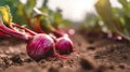 A close up of sweet red turnip plant in plantation