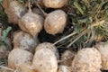 Turnip root vegetable stack display