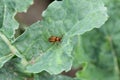 Turnip sawfly - Athalia colibri or rosae on a rapeseed plant. Royalty Free Stock Photo