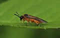 Turnip Sawfly - Athalia rosae Royalty Free Stock Photo