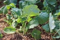 Turnip seedlings grow on a bed in a home garden. Ecological garden, bed with turnips Royalty Free Stock Photo