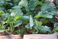 Turnip seedlings grow on a bed in a home garden. Ecological garden, bed with turnips Royalty Free Stock Photo
