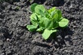 Turnip seedlings in the vegetable garden. Royalty Free Stock Photo