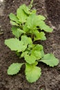 Turnip sprout in vegetable garden Royalty Free Stock Photo