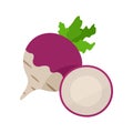 Turnip vector illustration. Whole and cut vegetable on white background.