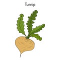 Turnip vegetable, hand drawn Royalty Free Stock Photo