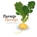 Turnip vegetable