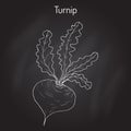 Turnip vegetable vector