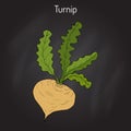 Turnip vegetable vector