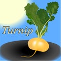 Turnip vegetable vector