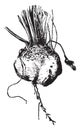 Turnip vintage illustration