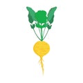 Turnip yellow healthy vegetarian vegetables vector icon. Salad raw leaf harvest farm cooking food. Garden isolated ingredient