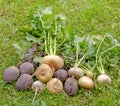 Turnips beets grass Royalty Free Stock Photo