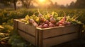 Turnips harvested in a wooden box with field and sunset in the background.