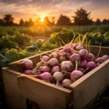 Turnips harvested in a wooden box with field and sunset in the background.