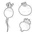 Turnips Vector Illustration Hand Drawn Vegetable Cartoon Art