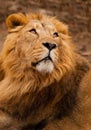 Turns around half-face, as if for a call, a close-up of the head. powerful male lion with a chic mane impressively lies