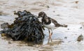 Turnstone