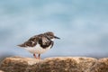 Turnstone, Arenaria interpres, on rock in the Mediterranean Sea