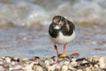 A stunning Turnstone Arenaria interpres searching for food along the shoreline at high tide on the Isle of Sheppey, Kent, UK. Royalty Free Stock Photo