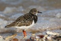 A stunning Turnstone Arenaria interpres searching for food along the shoreline at high tide on the Isle of Sheppey, Kent, UK. Royalty Free Stock Photo