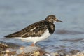 A stunning Turnstone Arenaria interpres searching for food along the shoreline at high tide on the Isle of Sheppey, Kent, UK. Royalty Free Stock Photo