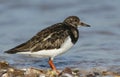 A stunning Turnstone Arenaria interpres searching for food along the shoreline at high tide on the Isle of Sheppey, Kent, UK. Royalty Free Stock Photo