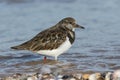 A stunning Turnstone Arenaria interpres searching for food along the shoreline at high tide on the Isle of Sheppey, Kent, UK. Royalty Free Stock Photo