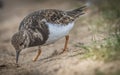 Turnstone